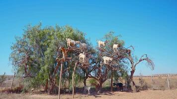 cabras escalada el argán árbol, Marruecos. acción. animales y verde árbol creciente entre arena Desierto en un azul cielo antecedentes. video
