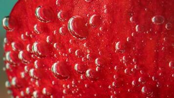 Close-up of bubbles on petal in water. Stock footage. Large underwater bubbles on red petals. Bubbles under water on object video