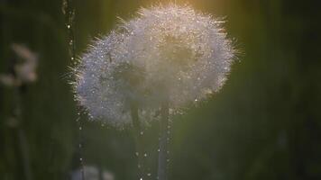 blanc pissenlit macro tir. créatif. proche vue de une fleur dans une prairie. une brillant Soleil brille derrière une blanc pissenlit video
