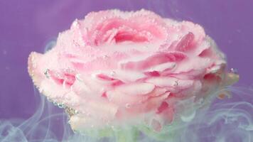 Delicate purple background.Stock footage.A beautiful creative work where steam is slowly released and drops are poured on a pink flower. video
