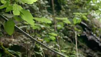 Small bird on tree branch in summer. Creative. Beautiful yellow bird is sitting on branch in green forest. Beautiful yellow bird in forest. Flora and fauna of forest video