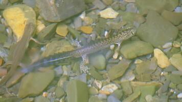 Two newts in river water. CREATIVE. Gray-brown newts on the background of stones and water. Two tritons swim in the river and waves go video