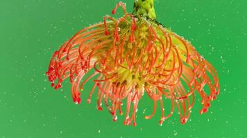 A bright flower .Stock footage.Green background with bubbles that fall on a bright open flower in macro photography. video