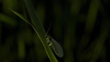 schließen oben von ein Grün Fehler auf ein Pflanze Blätter auf ein Sommer- Tag. kreativ. Konzept von Sommer- Natur, Insekt im das Gras. video