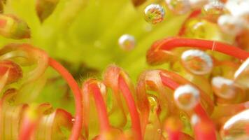 Close-up of flower bud with stream of bubbles. Stock footage. Beautiful bud with stamens under water with stream of bubbles. Bright exotic flower under water with bubbles on isolated background video