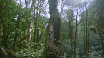 Tropical overgrown trees. Creative. A beautiful tropical forest in which there are many green overgrown trees and grass growing everywhere. video