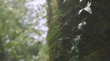 Close-up of ivy growing on tree in forest. Creative. Beautiful ivy on tree in summer forest. Ivy on tree on background of sunlight and splashes of water video