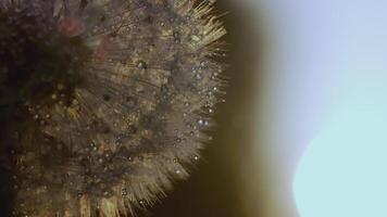 White dandelion macro shot. CREATIVE. Close view of a flower in a meadow. A bright sun shines behind a white dandelion video
