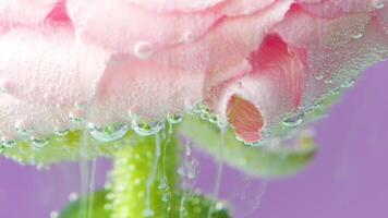 ligero rosado floreciente Rosa cerca arriba submarino, concepto de jardinería. valores imágenes. fluido líquido blanco tinta alrededor el flor pétalos aislado en un rosado antecedentes. video