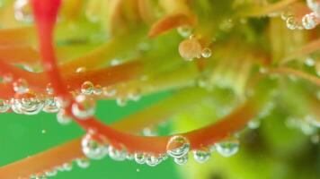 Underwater view of blooming flower into the water with air bubbles. Stock footage. Underwater close up view of yellow and orange flower floating into the water. video