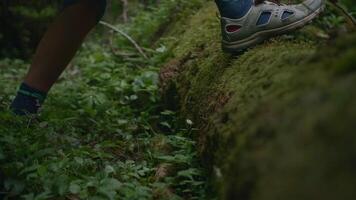 Side view of a traveler boy legs walking in the forest, climbs over the lying tree. Creative. Close up of green forest ground and a mossy tree trunk. video