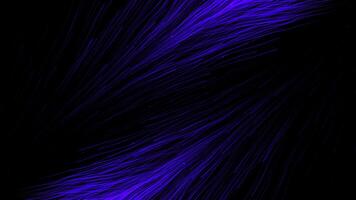 Abstract beautiful colorful feathers appear and disappear on a black background. Motion. Feathers of a beautiful bird. video