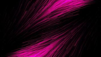 Black background.Motion.Bright lines like feathers, thin pink and white, spread over the footage in abstraction and fly to another corner. video