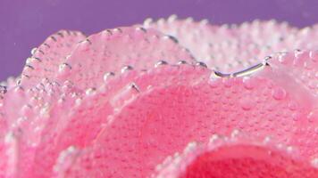 A delicate rose.Stock footage.On a light purple background there is a soft rose with small drops of water on it and it is shot from different angles. video