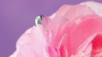 A delicate rose.Stock footage.On a light purple background there is a soft rose with small drops of water on it and it is shot from different angles. video