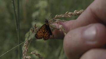 Close up of a butterfly slowly flapping its wings on a grass stem. Creative. Male hand and finger trying to touch an insect gently. video
