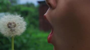 A little boy in a glade.Creative.A small child with brown hair who sits in the green grass and blows on a big white fluffy dandelion. video