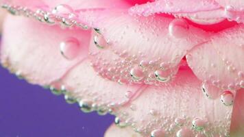 Catchy background.Stock footage. The petals of a rose in the water, which is full of bubbles and it moves in the water as if in the wind. video