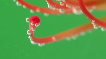 Close-up of bright flower stamens with bubbles. Stock footage. Exotic flower under water with bubbles on isolated background. Bubbles on stamens of flower under water video