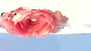 A small pink rosebud .Stock footage.Water into which a delicate flower is lowered and driven around in a circle. video