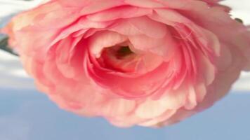 A small pink rosebud .Stock footage.Water into which a delicate flower is lowered and driven around in a circle. video