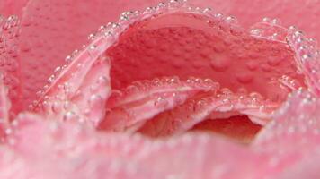 Shooting underwater.Creative.A bright flower bud that is located in the water and on which there are small bubbles. video