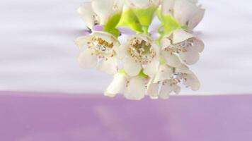 White delicate flowers.Stock footage. A small branch with flowers is lowered into the water and completely enveloped video