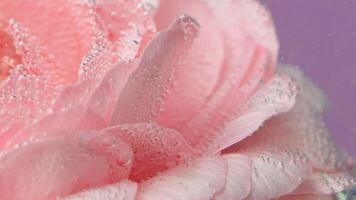 Shooting underwater.Creative.A bright flower bud that is located in the water and on which there are small bubbles. video