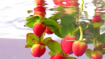 Beautiful branch with red hypericum berries being put underwater. Stock footage. Close up of green leaves on a branch of a flower in transparent water. video