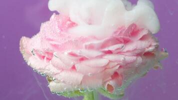 Macro photography of a pink rose with green stem with white inks spreading underwater in slow motion. Stock footage. Blooming flower bud covered by small bubbles. video