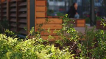 Close-up of greenery at residential building. Stock footage. Landscaping of residential areas and complexes. Beautiful greenery on blurry background with people and building video