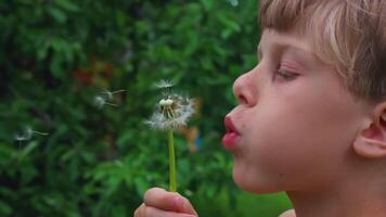 A little boy in a glade.Creative.A small child with brown hair who sits in the green grass and blows on a big white fluffy dandelion. video