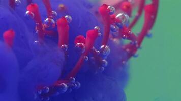 Ink with flower stamens. Stock footage. Close-up of bright flower stamens with bubbles and ink. Exotic flower with stamens and ink under water on isolated background video