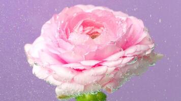 Close up of flower underwater. Stock footage. Macro view of a blossoming opened rose bud in bubbling water isolated on a purple wall background. video