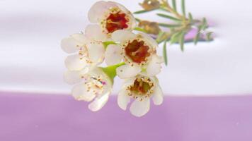 Bouquet in water on isolated background. Stock footage. Beautiful branch with flowers in clear water. Delicate flowers on branch under water on isolated background video