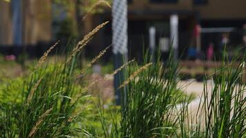 Close-up of greenery at residential building. Stock footage. Landscaping of residential areas and complexes. Beautiful greenery on blurry background with people and building video
