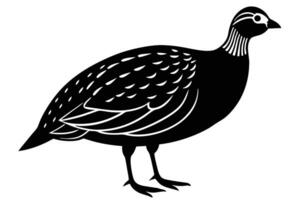 Guinea Fowl Bird Silhouette, silhouette of Guinea Fowls in different positions vector