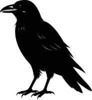 A black raven standing on a white background vector