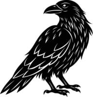 A black raven standing on a white background vector