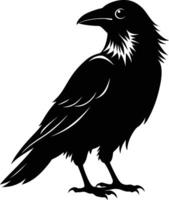 A black raven standing on a white background vector