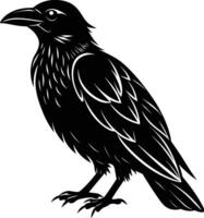 A black raven standing on a white background vector
