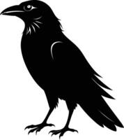 A black raven standing on a white background vector