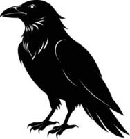A black raven standing on a white background vector