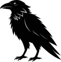 A black raven standing on a white background vector