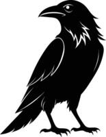 A black raven standing on a white background vector