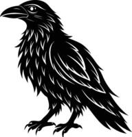 A black raven standing on a white background vector