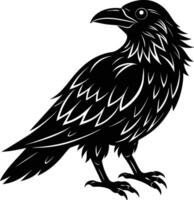 A black raven standing on a white background vector