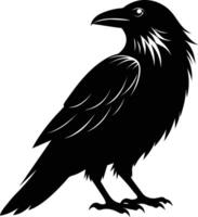 A black raven standing on a white background vector