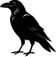 A black raven standing on a white background vector