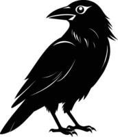 A black raven standing on a white background vector